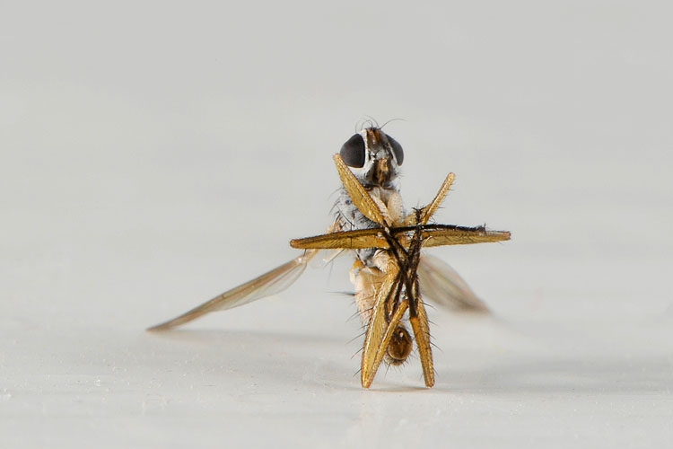 dood vliegje 6-2012 9105