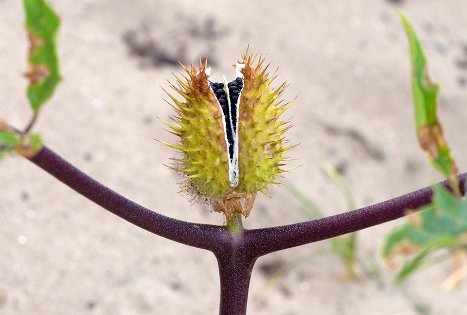 doornappel (datura stramonium) 9-2016 2136
