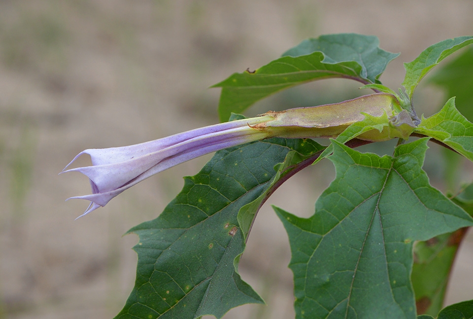 doornappel (datura stramonium) 9-2016 2139
