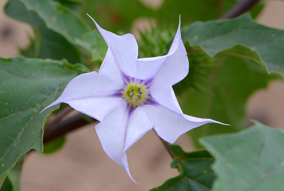 doornappel (datura stramonium) 9-2016 2149