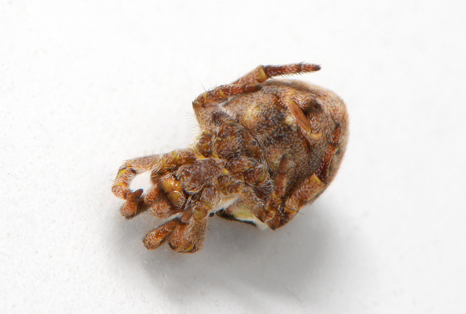 driehoekswebspin (Hyptiotes paradoxus) 8-2015 3274