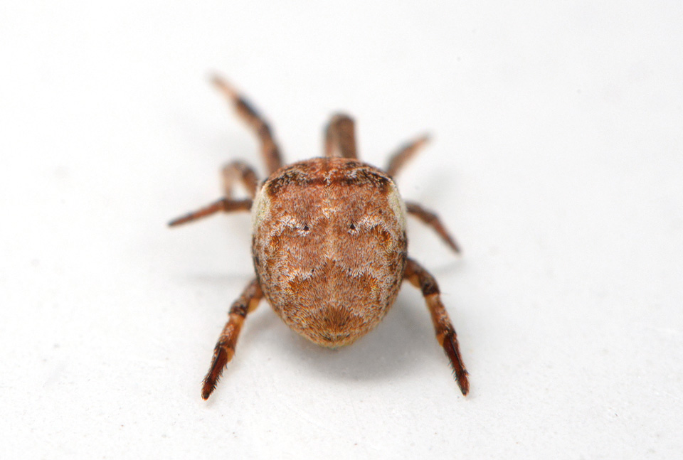 driehoekswebspin (Hyptiotes paradoxus) 8-2015 3286