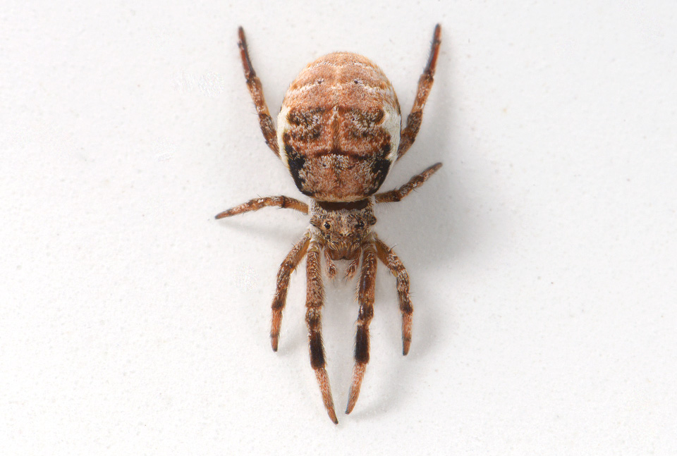 driehoekswebspin (Hyptiotes paradoxus) 8-2015 3287