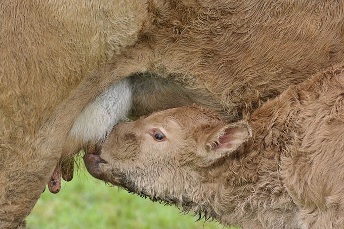 drinkend kalf (bos taurus) 2003