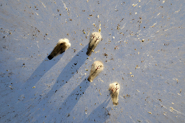 duiven antwerpen 11-2011 4629