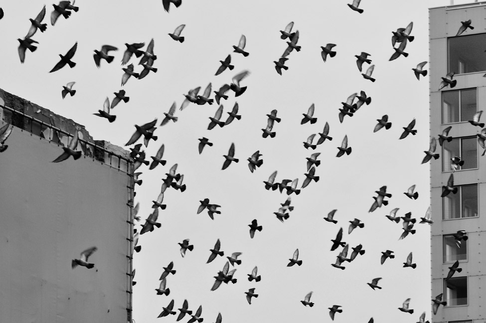 duiven in de stad 7036