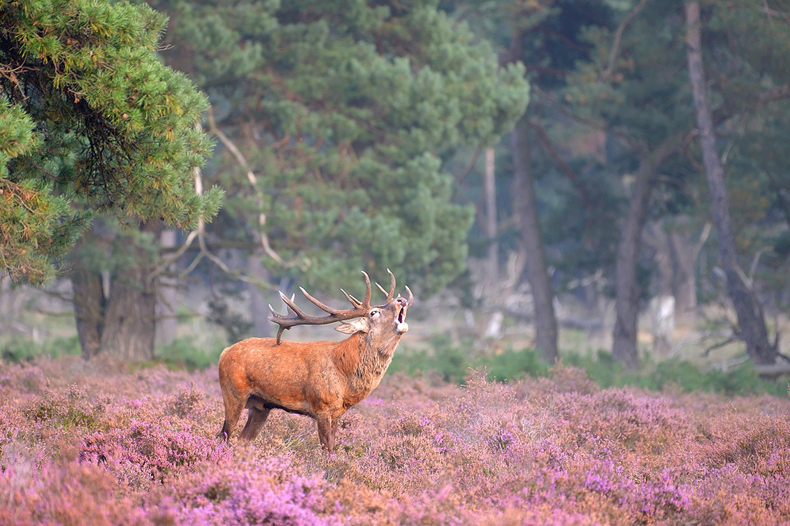edelhert (Cervus elaphus) 9-2017 4567
