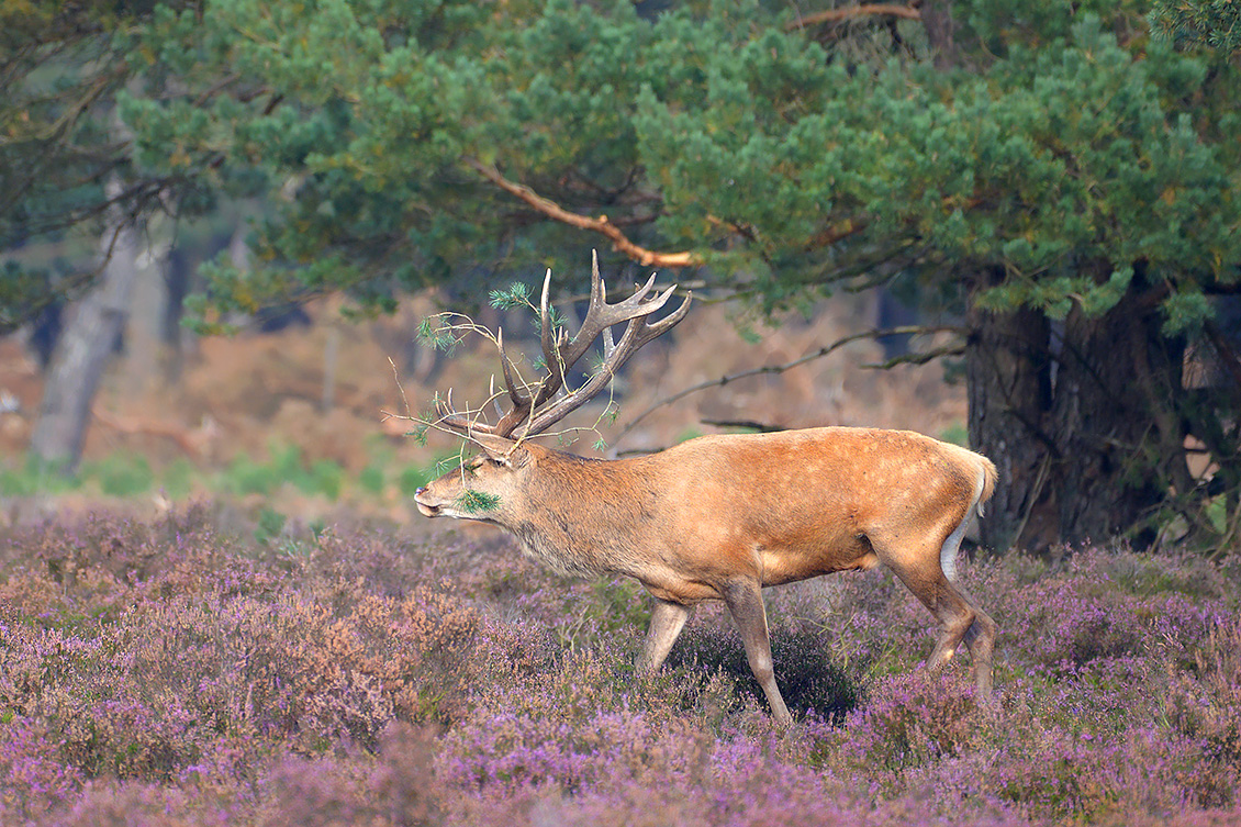 edelhert (Cervus elaphus) 9-2017 4622