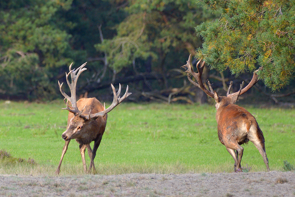 edelhert (Cervus elaphus) 9-2017 4689