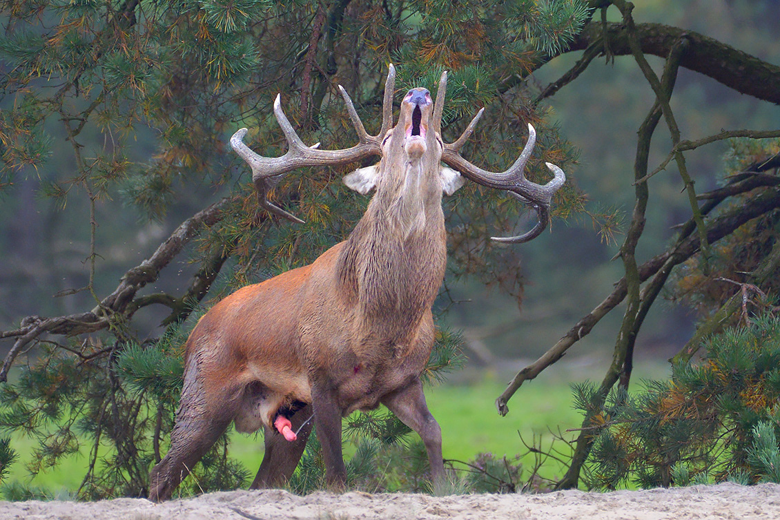 edelhert (Cervus elaphus) 9-2017 5479