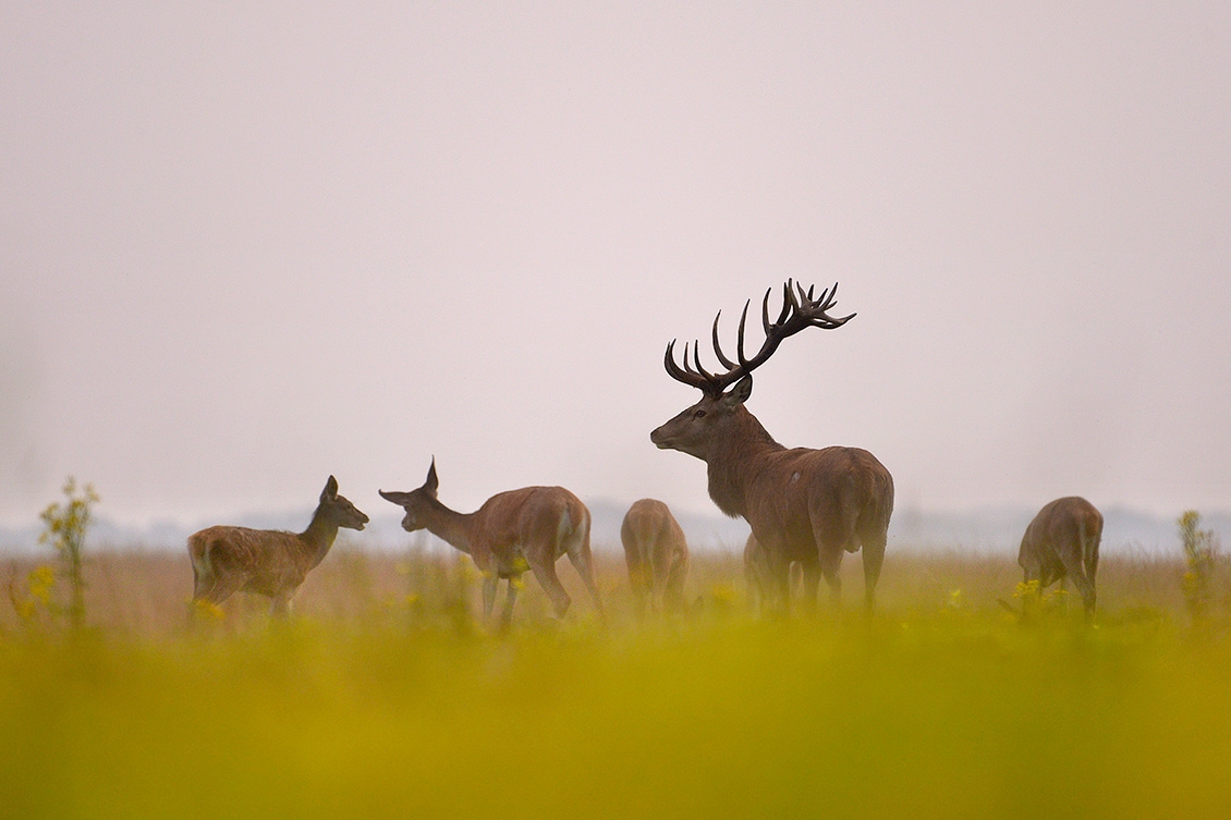 edelhert (Cervus elaphus) 9-2017 5972