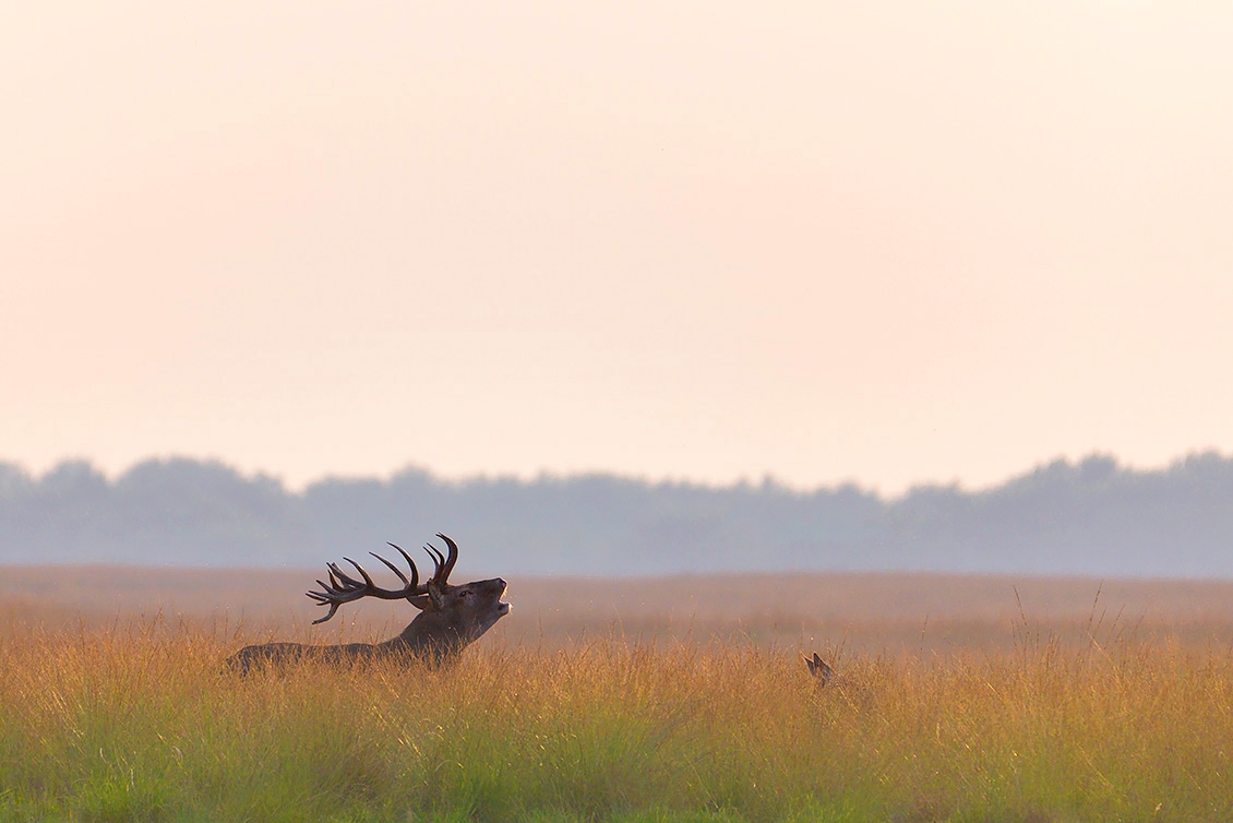 edelhert (Cervus elaphus) 9-2017 6514