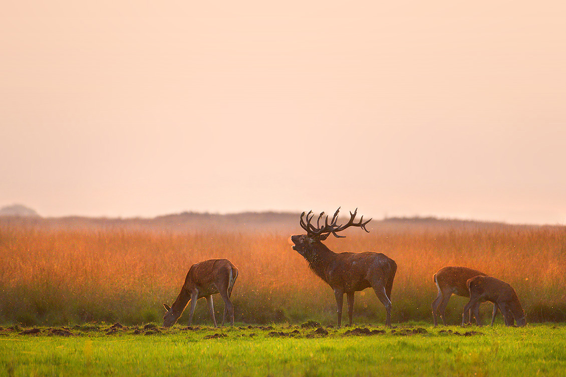 edelhert (Cervus elaphus) 9-2017 6608