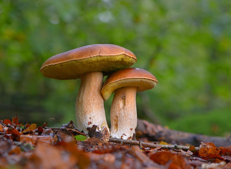 eekhoorntjesbrood de brand 10-2013 7022