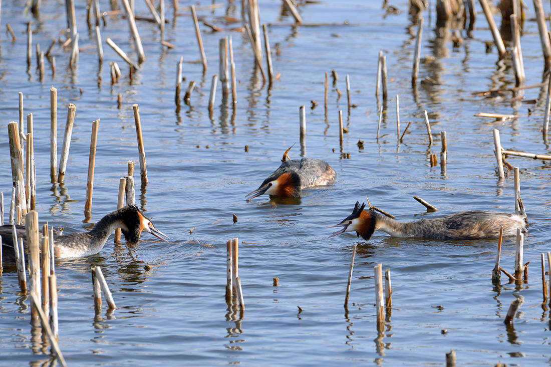 fuut (Podiceps cristatus) 3-2016 6770