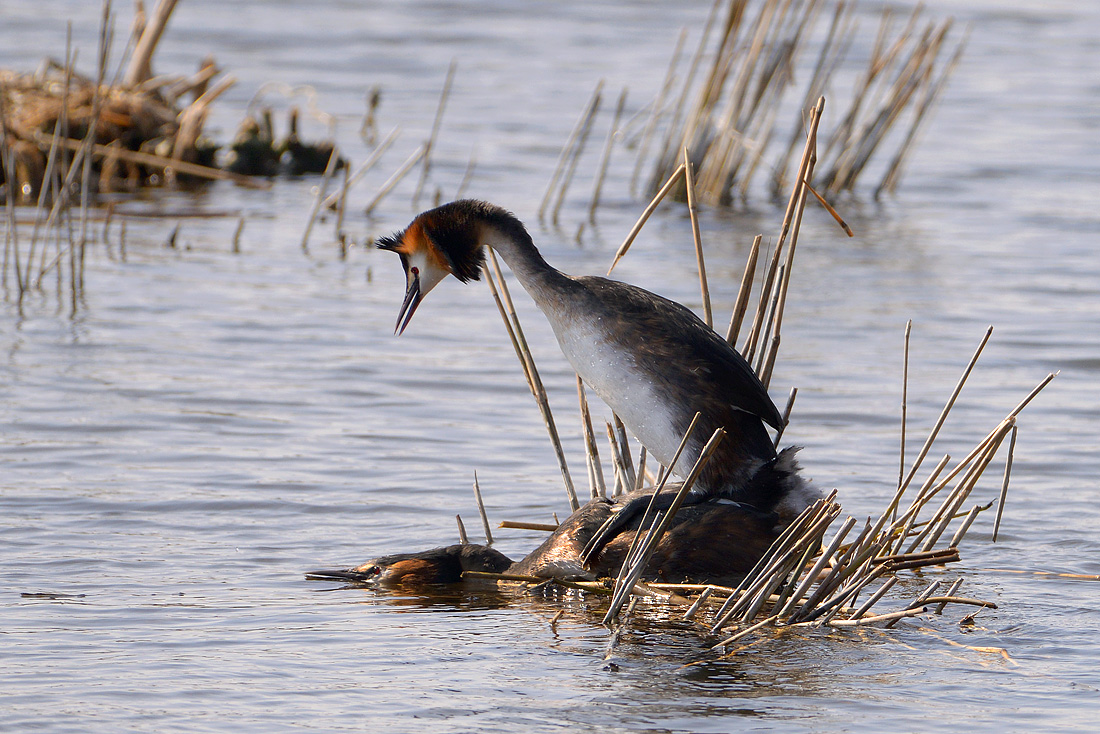 fuut (Podiceps cristatus) 3-2016 6991