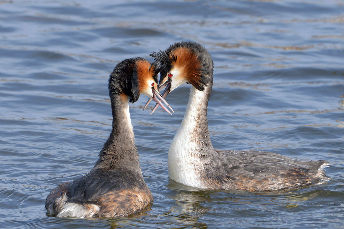 fuut (Podiceps cristatus) 3-2016 7341