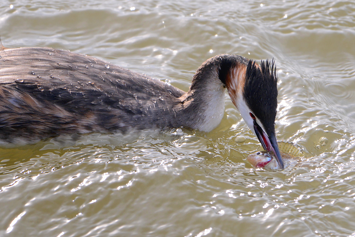 fuut (Podiceps cristatus) 3-2018 2850