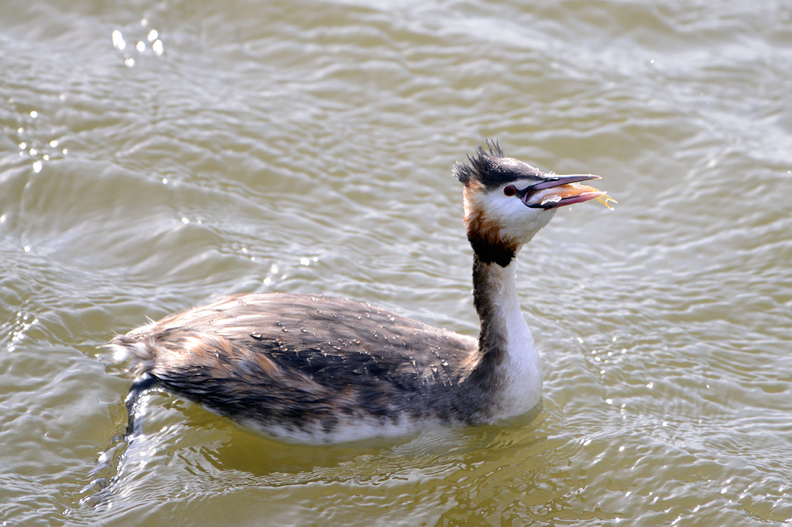 fuut (Podiceps cristatus) 3-2018 2856