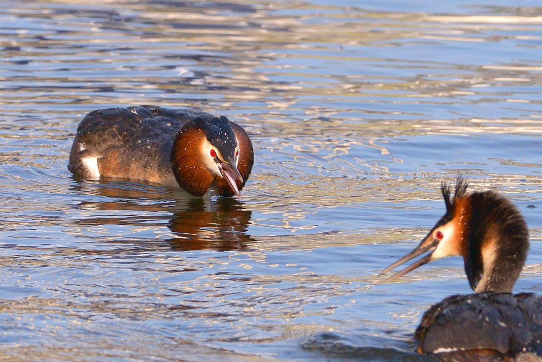 fuut (Podiceps cristatus) 4-2017 7549