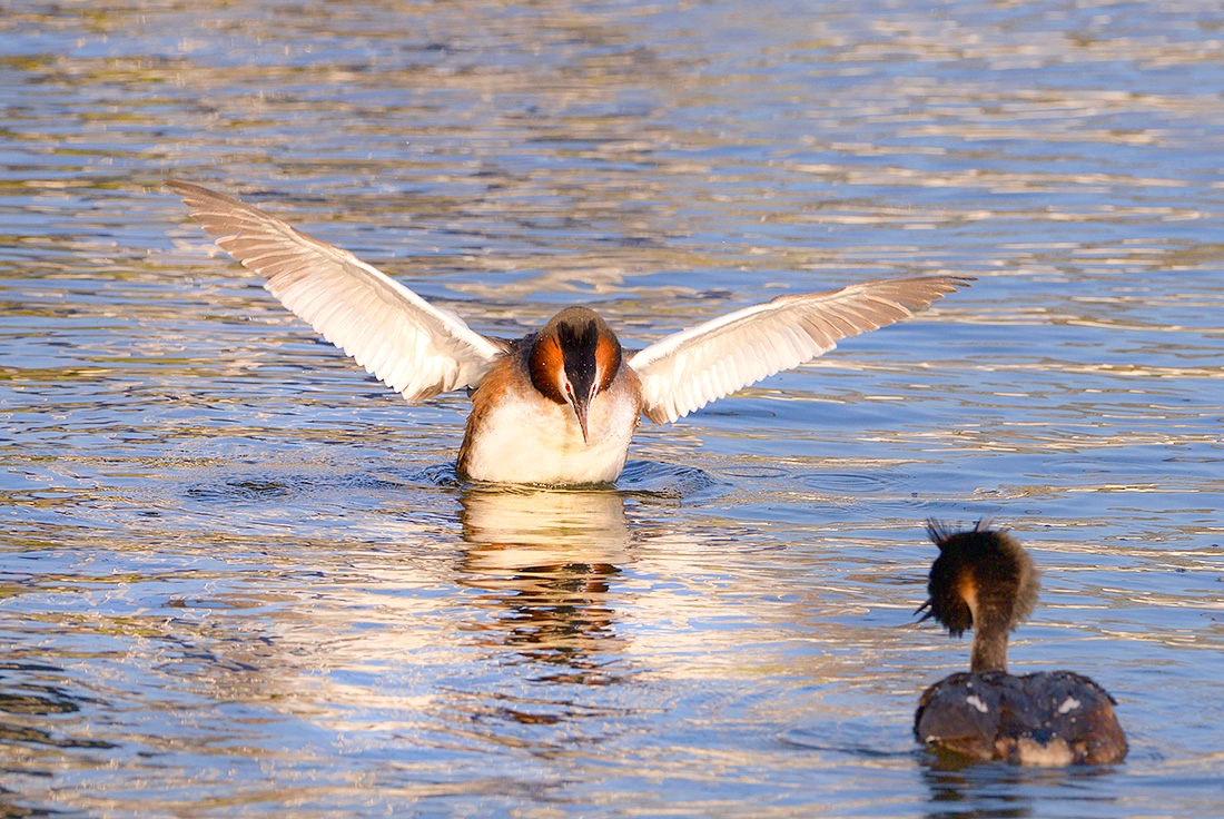 fuut (Podiceps cristatus) 4-2017 7552