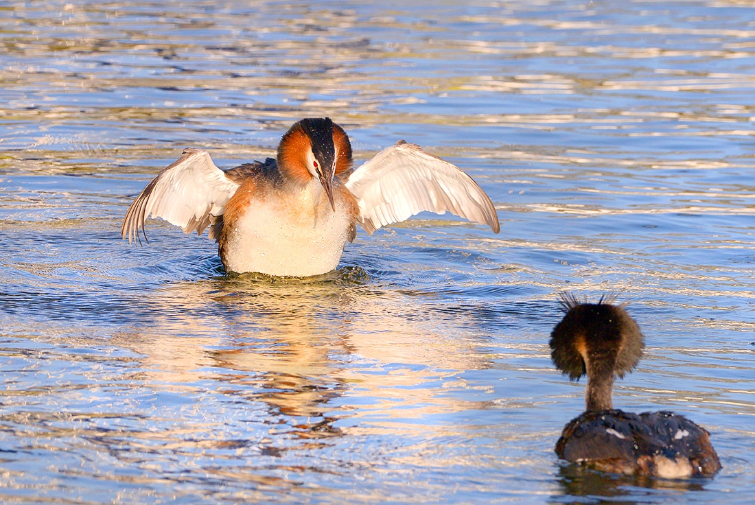 fuut (Podiceps cristatus) 4-2017 7556