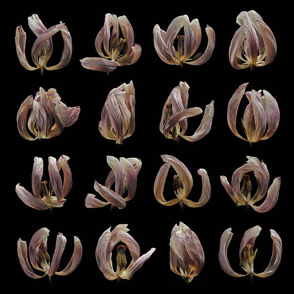 gedroogde tulpen 2-2012