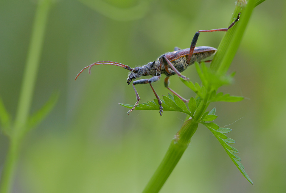 gevlekte dennenboktor (Rhagium bifasciatum) 5-2014 8888