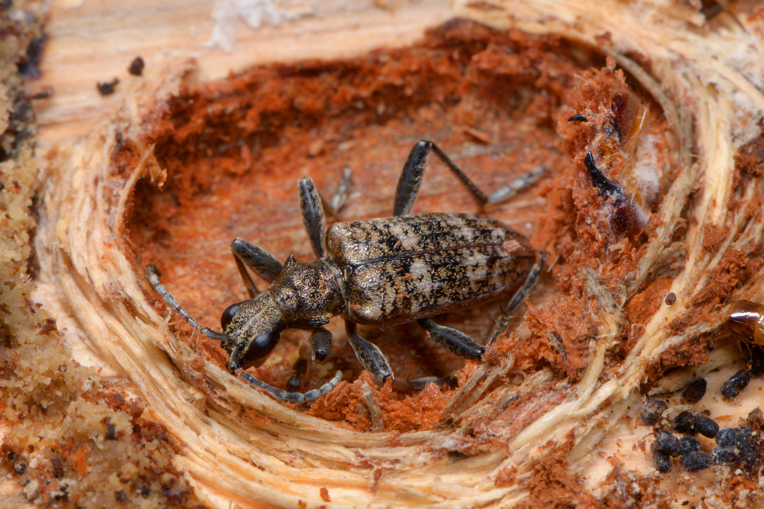 gewone dennenboktor (rhagium inquisitor) 1-2016 4415