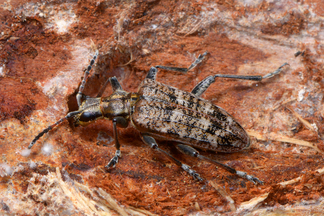 gewone dennenboktor (rhagium inquisitor) 1-2016 4421