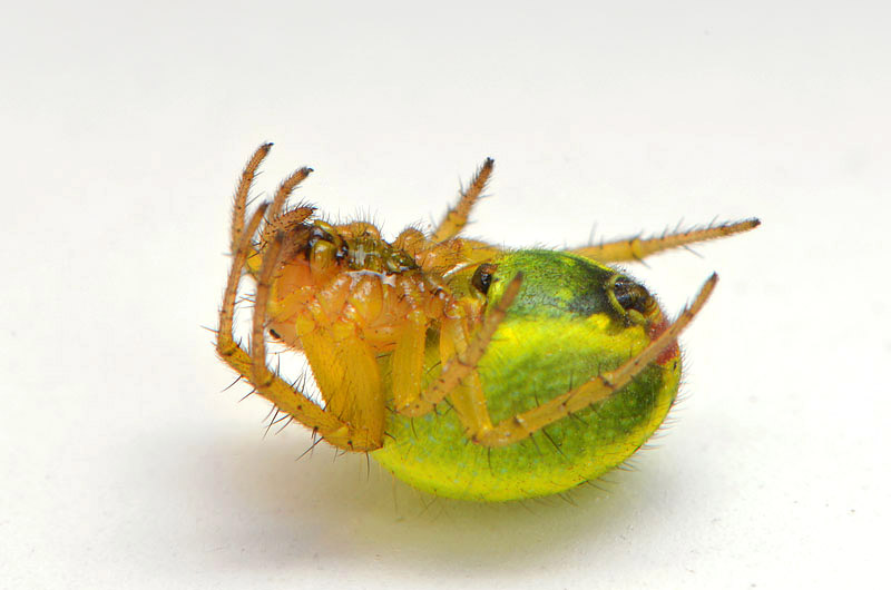 gewone komkommerspin (araniella cucurbitina) 6-2013 1023