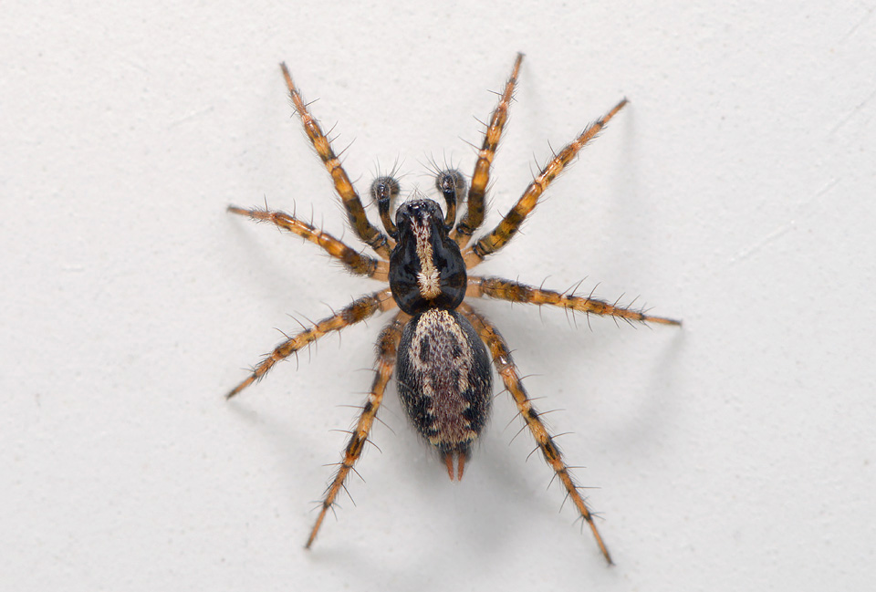 gewone staartspin (Textrix denticulata) 4-2014 8757