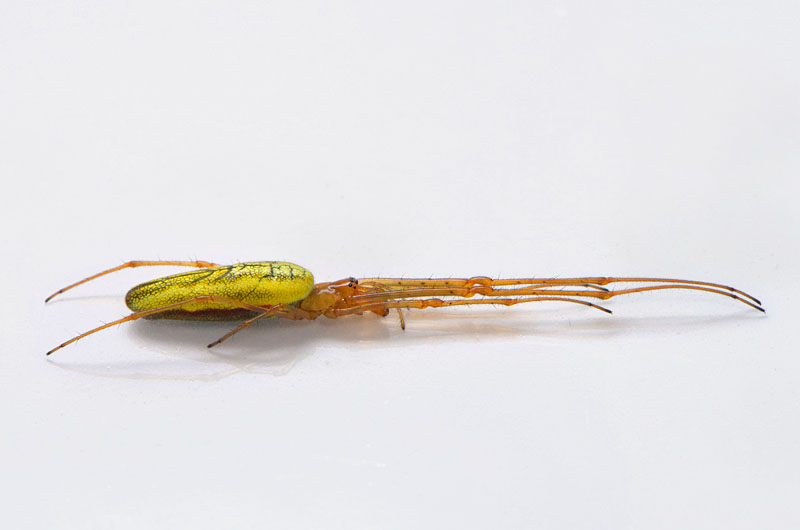 gewone strekspin (tetragnatha extensa) 6-2013 0985-