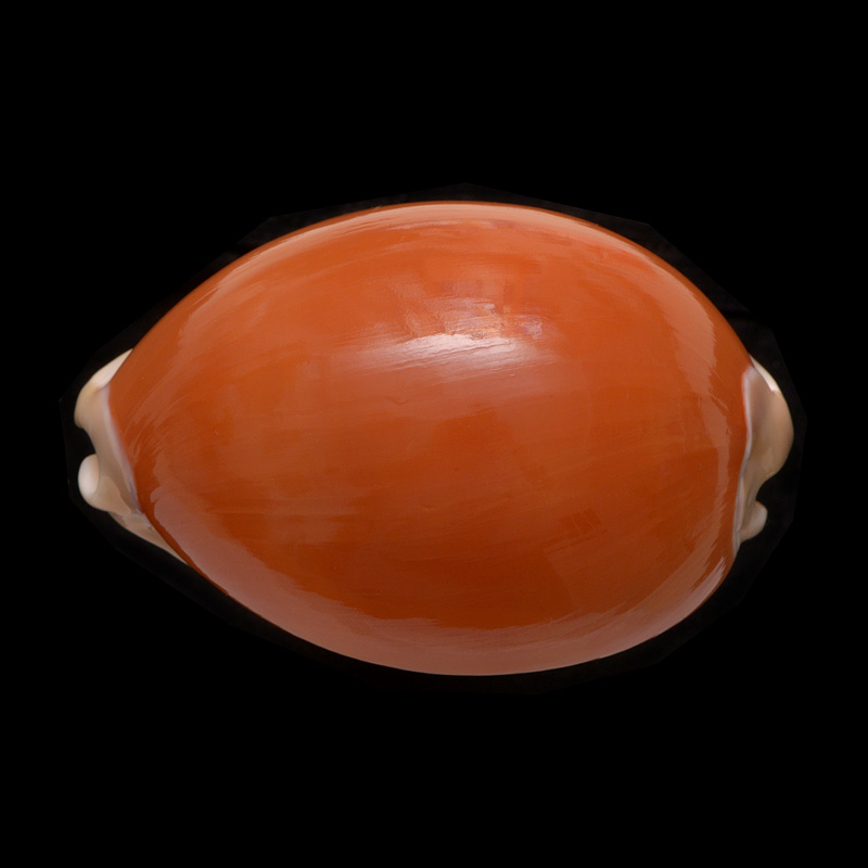 gouden kauri (cypraea aurantium) 5-2015 2365