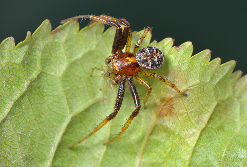 graskrabspin (Xysticus erraticus) 5-2014 9689