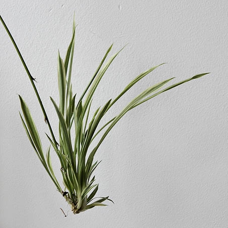 graslelie (chlorophytum comosum) 2186