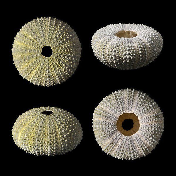 groene zee-egel (strongylocentrotus droebachiensis) 2013