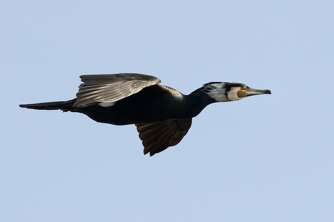 grote aalscholver (phalacrocorax carbo) 3-2016 6878