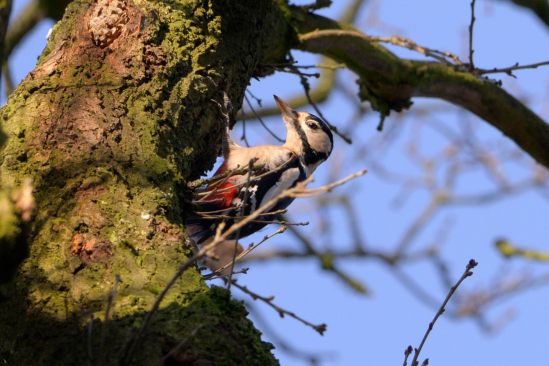 grote bonte specht (Dendrocopos major) 1-2016 5146
