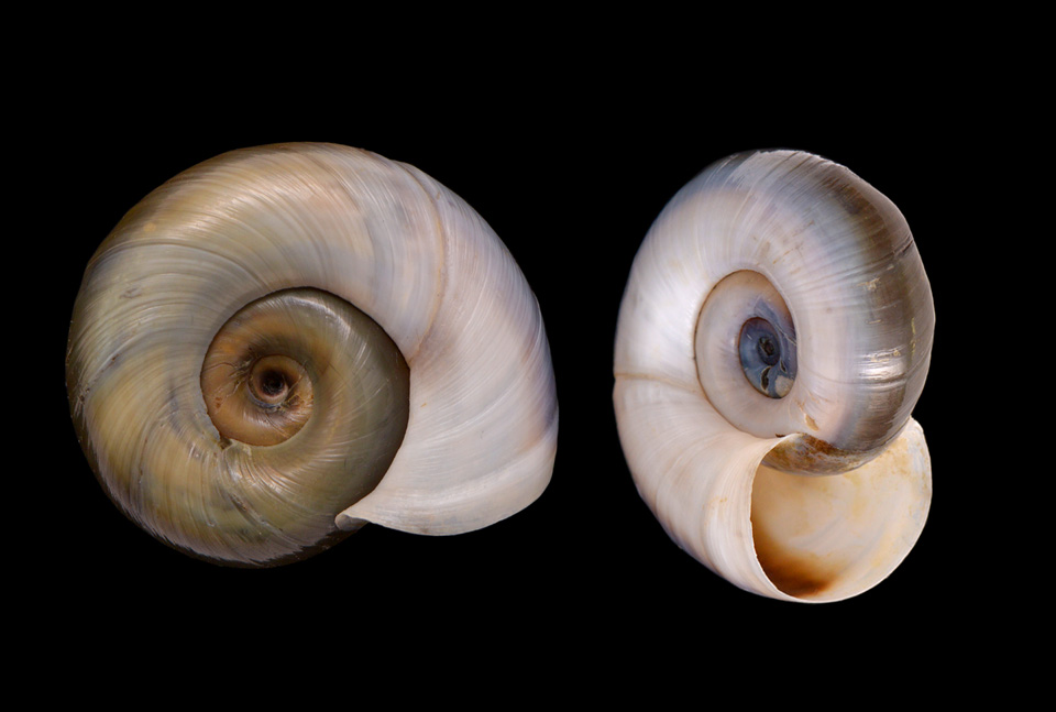 grote posthoornslak (Planorbarius corneus) 5-2015 2419