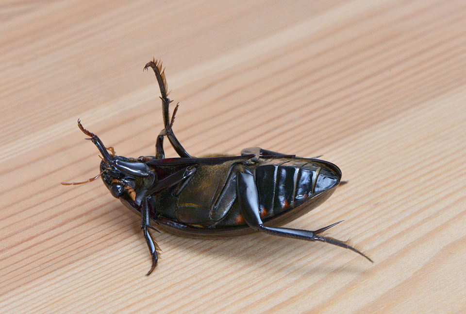 grote spinnende watertor (Hydrophilus piceus) 4-2014 8688