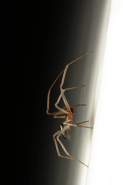 grote steatoda (steatoda grossa) 10-2011 2300