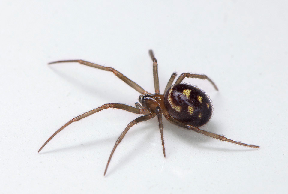 grote steatoda (steatoda grossa) 9-2014 0797