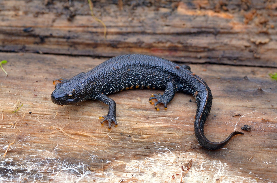 grote watersalamander (triturus cristatus) 10-2013 7099