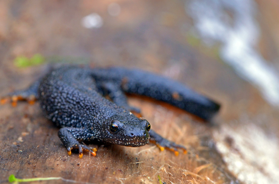 grote watersalamander (triturus cristatus) 10-2013 7103