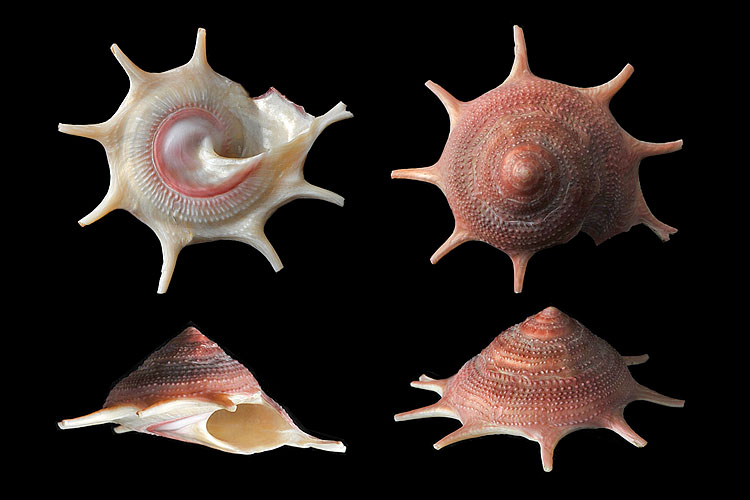 guildfordia triumphans 2-2013