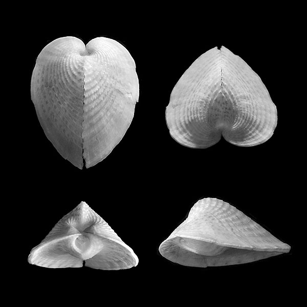hartschelp (corculum cardissa) 2-2013