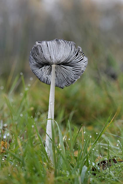 hazenpootje (coprinus lagopus) 11-2010 1881