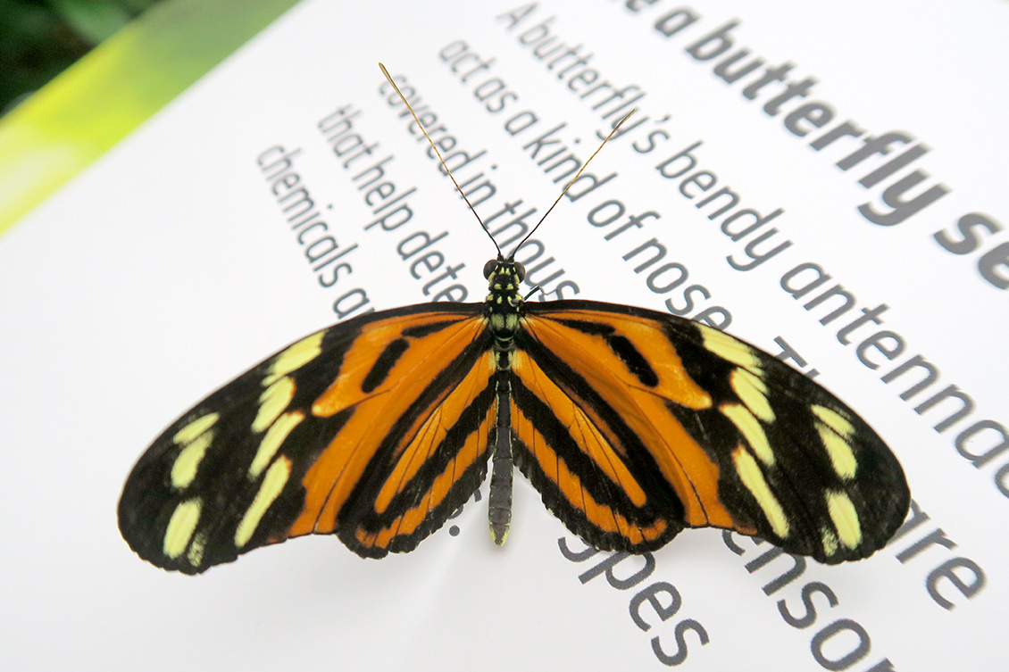 heliconius hecale 4-2018 5452