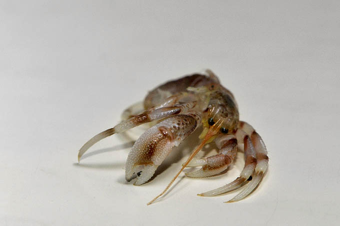 heremietkreeft (pagurus bernhardus) 10-2010 1554